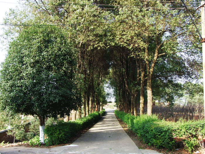 plant road